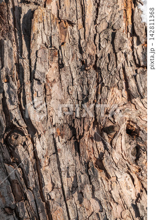 The texture of the bark of an old apple tree 142811368