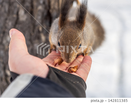 Squirrel eats nuts from a man's hand. Caring for animals in winter or autumn. Squirrel eats nuts from a man's hand. Caring for animals in winter or autumn. 142811385