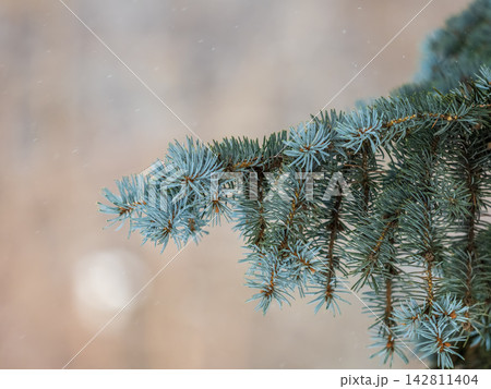 Background of green spruce branches in sunset light 142811404