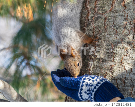 Squirrel eats nuts from a man's hand. Caring for animals in winter or autumn. 142811481