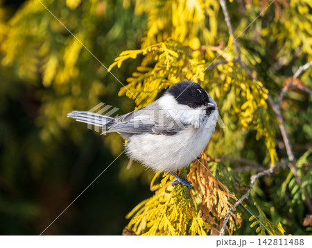 Cute bird the willow tit, song bird sitting on a branch without leaves in the winter. Cute bird the willow tit, song bird sitting on a branch without leaves in the winter. 142811488