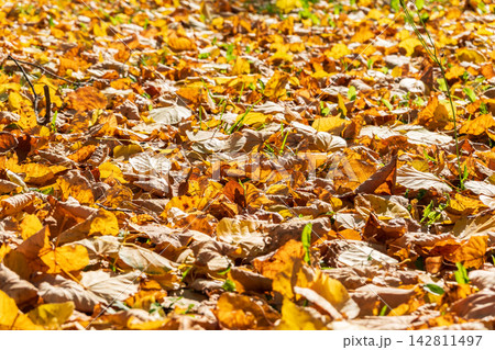 Orange and yellow fallen leaves in the sunlight. Orange and yellow fallen leaves in the sunlight. 142811497