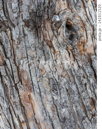The texture of the bark of an old apple tree The texture of the bark of an old apple tree 142811520