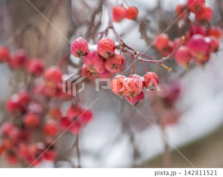 Frozen red apples covered with snow on a branch on a blured background Frozen red apples covered with snow on a branch on a blured background 142811521