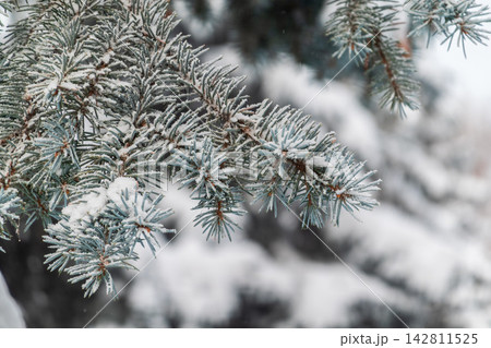 Green fir branches in winter covered with snow Green fir branches in winter covered with snow 142811525