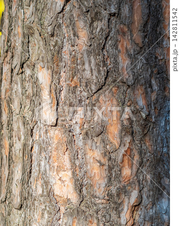 Old wood pine bark texture or background. Old wood pine bark texture or background. 142811542
