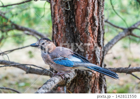 Eurasian jay, garrulus glandarius, sitting on top of old tree branch. Interested wild bird with brown and turquoise plumage from side view in nature. Eurasian jay, garrulus glandarius, sitting on top of old tree branch. Interested wild bird with brown and turquoise plumage from side view in nature. 142811550