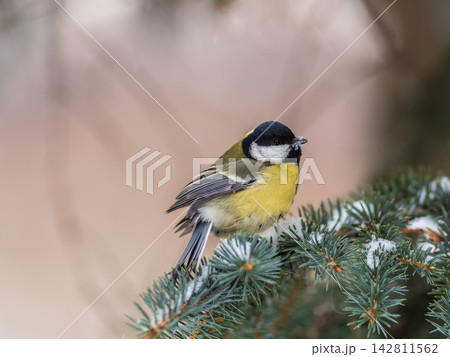 Cute bird Great tit, songbird sitting on the fir branch Cute bird Great tit, songbird sitting on the fir branch 142811562