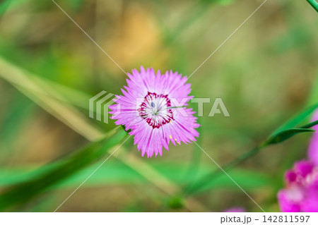 Beautiful hot pink carnation field flowers, Dianthus Campestris, close up, selected focus. 142811597