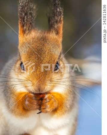 Portrait of a squirrel on a tree trunk Portrait of a squirrel on a tree trunk 142811636
