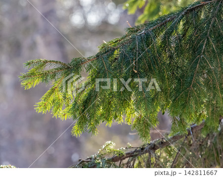 Background of green spruce branches in sunset light Background of green spruce branches in sunset light 142811667