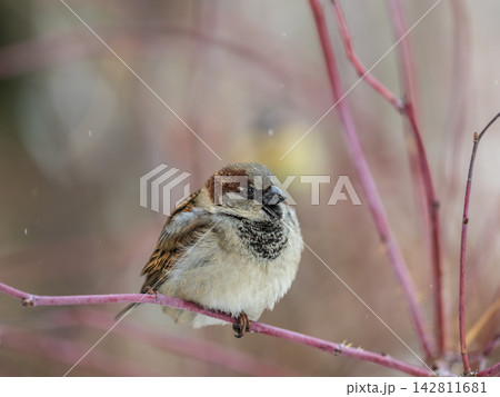 Sparrow sits on a branch without leaves. Sparrow sits on a branch without leaves. 142811681