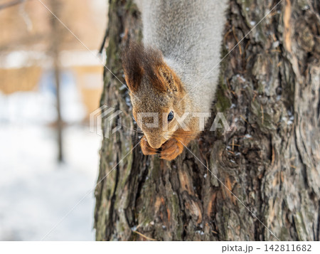 Squirrel sitting upside down on a tree trunk. The squirrel hangs upside down on a tree against colorful blurred background. Close-up. 142811682
