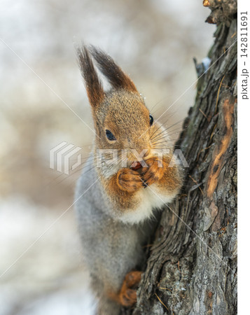 Portrait of a squirrel on a tree trunk 142811691