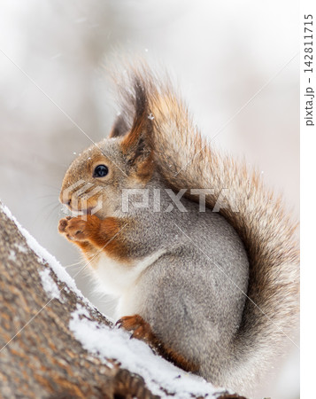 The squirrel with nut sits on tree in the winter or late autumn The squirrel with nut sits on tree in the winter or late autumn 142811715