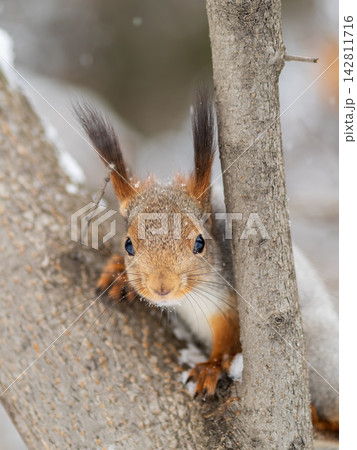 Portrait of a squirrel on a tree trunk Portrait of a squirrel on a tree trunk 142811716