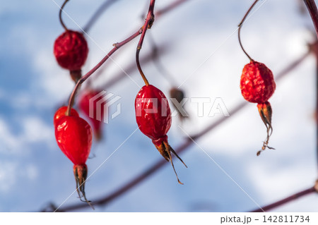 Close-up of rosehip fruits ripening in September and October, medicinal red rosehip fruits on the tree, Close-up of rosehip fruits ripening in September and October, medicinal red rosehip fruits on the tree, 142811734