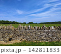 コッツウォルズの伝統的の石垣と羊がいる牧草地 142811833