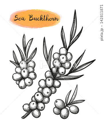Sea buckthorn collection. Hand-drawn ink sketch. Sea buckthorn collection. Hand-drawn ink sketch. 142811871