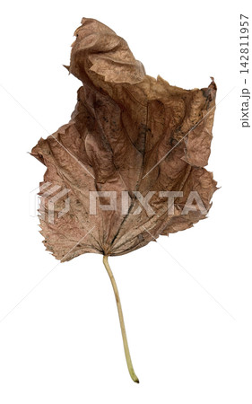 Curled Dry Brown Autumn Leaf Isolated on White Curled Dry Brown Autumn Leaf Isolated on White 142811957