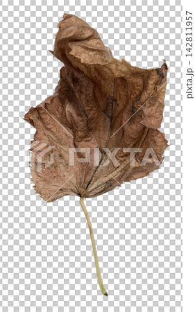 Curled Dry Brown Autumn Leaf Isolated on White Curled Dry Brown Autumn Leaf Isolated on White 142811957