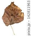 Weathered Brown Autumn Leaf Isolated on White 142811963