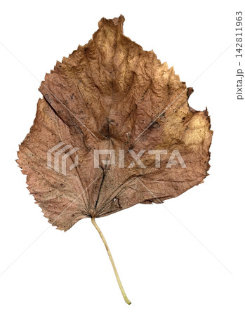 Weathered Brown Autumn Leaf Isolated on White Weathered Brown Autumn Leaf Isolated on White 142811963