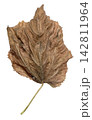 Wrinkled Dry Brown Autumn Leaf Isolated on White 142811964