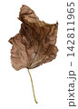 Curled Dry Brown Autumn Leaf Isolated on White 142811965