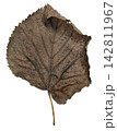 Old Dry Brown Leaf with Curled Tip Isolated on White 142811967