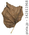 Curled Dry Brown Leaf with Natural Texture Isolated on White 142811968