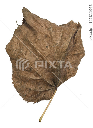 Curled Dry Brown Leaf with Natural Texture Isolated on White 142811968