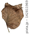 Weathered Dry Brown Leaf with Curled Edge Isolated on White 142811969