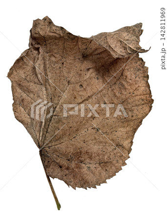 Weathered Dry Brown Leaf with Curled Edge Isolated on White Weathered Dry Brown Leaf with Curled Edge Isolated on White 142811969
