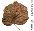 Dry Brown Autumn Leaf with Natural Texture Isolated on White 142811970