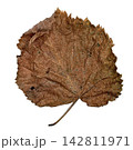 Dry Brown Autumn Leaf Isolated on White Background 142811971