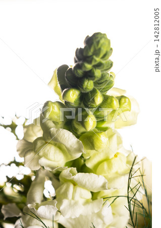 Flower Bouquet Detail on White Background. Flower Bouquet Detail on White Background. 142812005