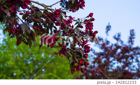 Vibrant dark red malus flowers blooming on branch in sunny spring orchard. Beautiful spring apple blossoms against blurred green background. Natural floral concept. Vibrant dark red malus flowers blooming on branch in sunny spring orchard. Beautiful spring apple blossoms against blurred green background. Natural floral concept. 142812233