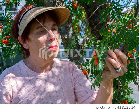 Woman harvesting fresh autumn rowan berries in a garden during the seasonal harvest for natural health and vitamins Woman harvesting fresh autumn rowan berries in a garden during the seasonal harvest for natural health and vitamins 142812314