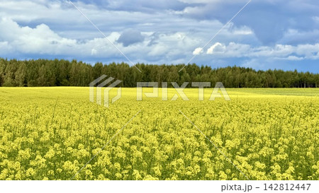 Expansive yellow rapeseed field under dramatic cloudy sky with distant tree line and wide rural panorama Expansive yellow rapeseed field under dramatic cloudy sky with distant tree line and wide rural panorama 142812447