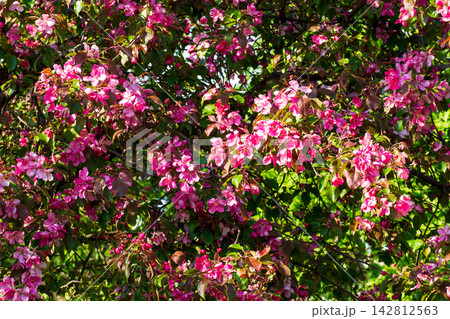 Lush pink malus blossoms blooming densely on tree branches in sunny park. Beautiful bright spring apple flowers background with vibrant green leaves. Nature abundance concept. 142812563
