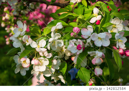Beautiful white apple tree flowers blooming on branch in sunny spring garden. Vibrant pink blossoms form blurred background. Natural contrast concept. Beautiful white apple tree flowers blooming on branch in sunny spring garden. Vibrant pink blossoms form blurred background. Natural contrast concept. 142812584