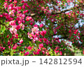 Vibrant pink malus blossoms blooming on branches in sunny spring orchard. Beautiful bright flowers with green leaves under sunlight. Natural floral background for your projects. 142812594