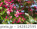 Vibrant pink malus blossoms blooming densely on tree branches in sunny park. Beautiful bright spring flowers background with fresh green leaves. Nature abundance concept. 142812595