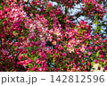 Dense vibrant pink blossoms and buds cover tree branch with green leaves against blue sky. Beautiful spring nature scene captures blooming cluster in sunlight. 142812596