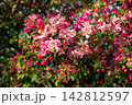 Dense clusters of vibrant pink and white blossoms with red buds and green leaves. Apple tree in fool bloom. Beautiful spring nature scene captured in bright sunlight against blurred background. 142812597