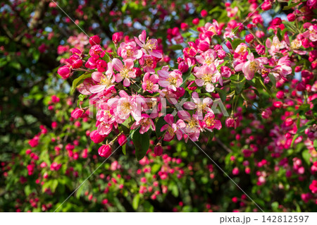 Dense clusters of vibrant pink and white blossoms with red buds and green leaves. Apple tree in fool bloom. Beautiful spring nature scene captured in bright sunlight against blurred background. 142812597
