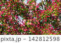 Dense vibrant pink blossoms and buds cover tree branch with green leaves against blue sky. Apple tree in fool bloom. Beautiful spring nature scene. Natural background for your projects. 142812598