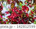 Vibrant dark red malus tree branches blooming under blue sky. Beautiful bright blossoms surrounded by green and purple foliage in sunny spring park. Natural background concept. 142812599