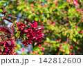 Vibrant dark red malus flowers blooming on branch in sunny orchard. Beautiful spring blossoms with blurred green leaves background. Natural copyspace concept. 142812600